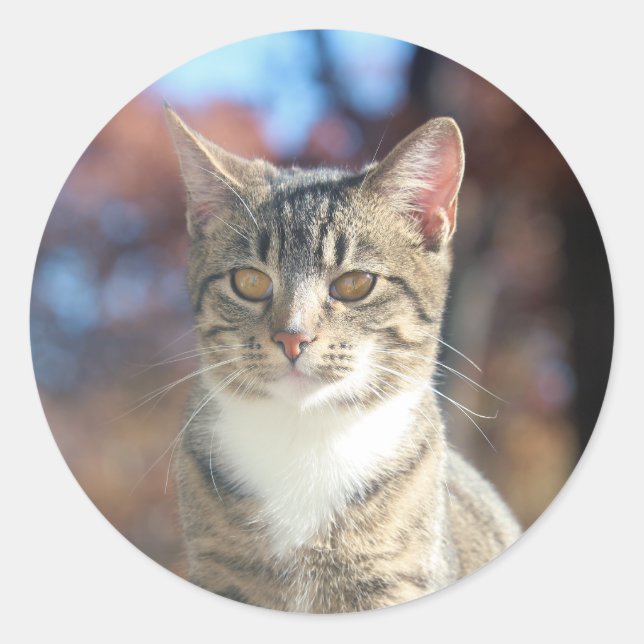 Pegatina Redonda Brin (Anverso)