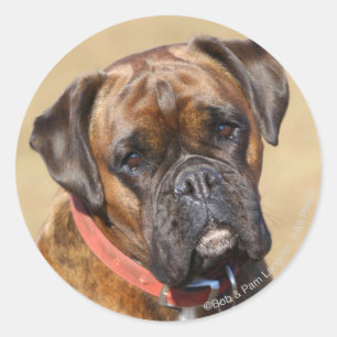 Pegatina Redonda Brindle Boxer Dog
