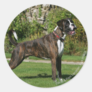 Pegatina Redonda Brindle Boxer Dog Show Stance