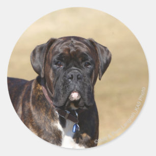 Pegatina Redonda Brindle Boxer Dog Standing
