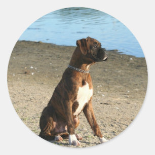 Pegatina Redonda Brindle Boxer Puppy pegatinas