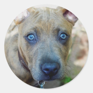 Pegatina Redonda Brindle Pit Bull Puppy by Shirley Taylor