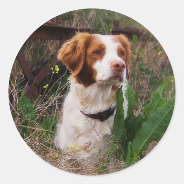 Pegatina Redonda Brittany (Anverso)