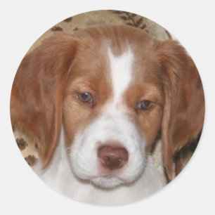Pegatina Redonda Brittany Puppy
