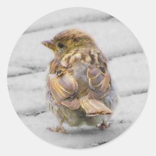 Pegatina Redonda Brown Sparrow