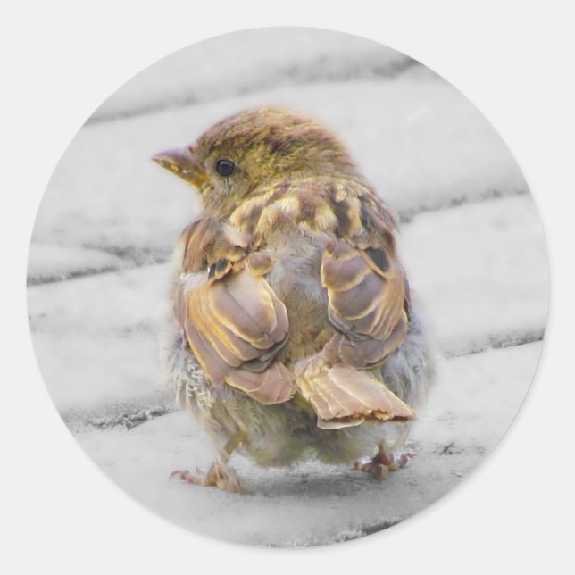 Pegatina Redonda Brown Sparrow (Anverso)