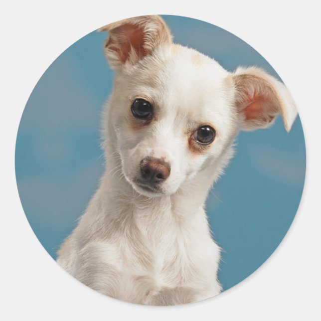 Pegatina Redonda Bruno, la cachorra de Chihuahua (Anverso)
