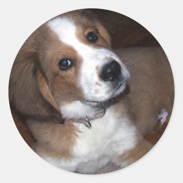 Pegatina Redonda Buda de perro de rescate te implora (Anverso)