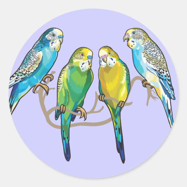 Pegatina Redonda budgerigars (Anverso)