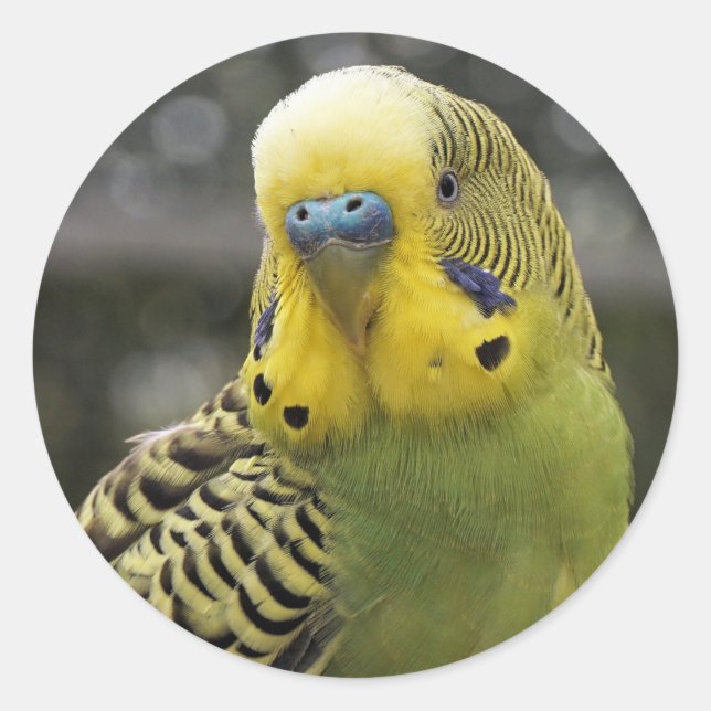 Pegatina Redonda Budgie Bird (Anverso)
