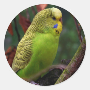 Pegatina Redonda Budgie verde
