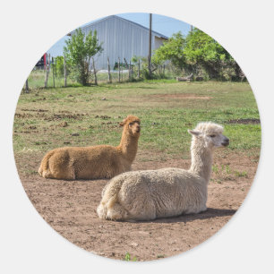 Pegatina Redonda Buenas Llamas (lama glama) sobre hierba verde