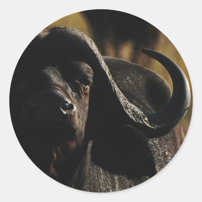 Pegatina Redonda Búfalo - safari cinco grandes pegatinas de animale (Anverso)