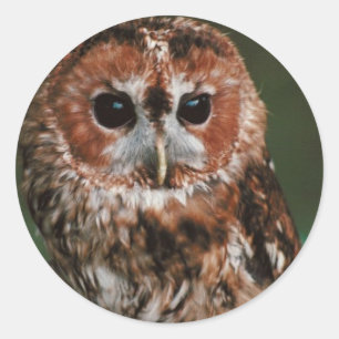 Pegatina Redonda Búho rojizo del bebé