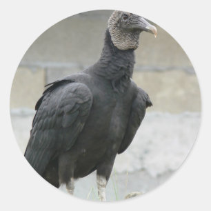 Pegatina Redonda Buitre negro en la colina