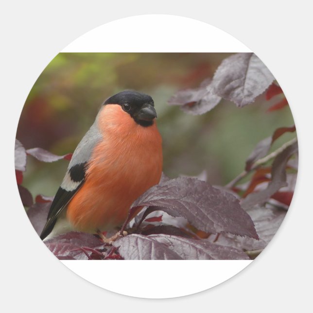 Pegatina Redonda Bull Finch (Anverso)