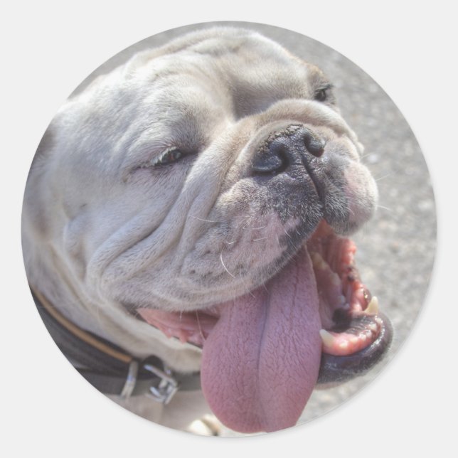 Pegatina Redonda Bulldog blanco feliz (Anverso)