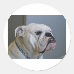 Pegatina Redonda bulldog blanco.png