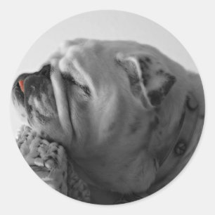 Pegatina Redonda Bulldog durmiente