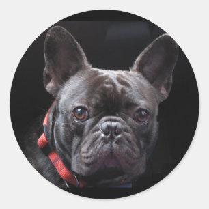 Pegatina Redonda Bulldog francés lindo