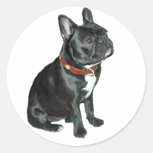 Pegatina Redonda Bulldog Francés - Negro con collar rojo