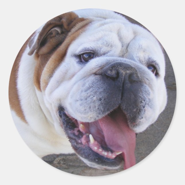 Pegatina Redonda Bulldog inglés antiguo (Anverso)
