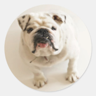 Pegatina Redonda Bulldog muy lindo