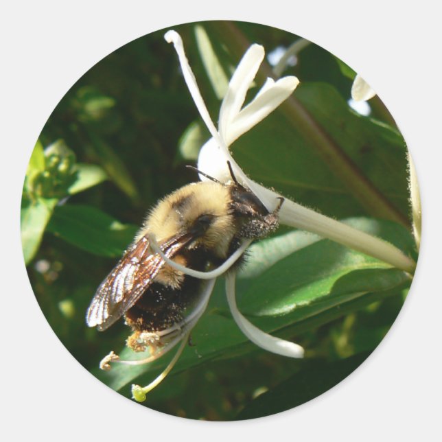 Pegatina Redonda Bumble Bee (Anverso)