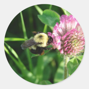 Pegatina Redonda Bumble Bee en Red Clover