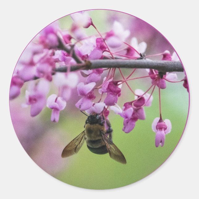 Pegatina Redonda Bumblebee en flores Redbud (Anverso)