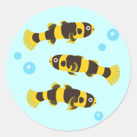 Bumblebee Goby Fish
