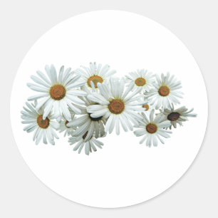 Pegatina Redonda Bunch of White Daisies