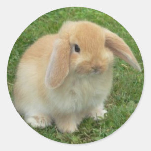 PEGATINA REDONDA BUNNY FACE
