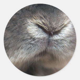 Pegatina Redonda Bunny Nose