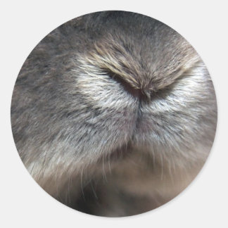 Pegatina Redonda Bunny Nose