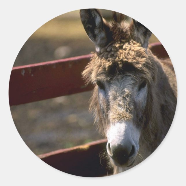 Pegatina Redonda Burro (Anverso)