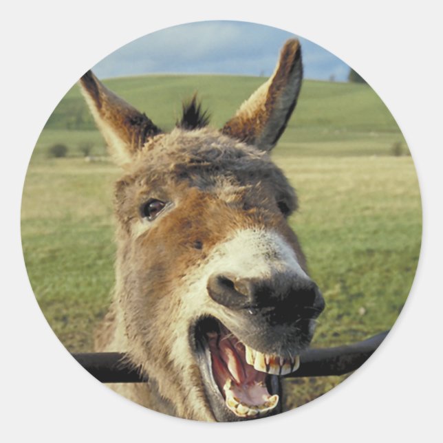 Pegatina Redonda Burro (Anverso)