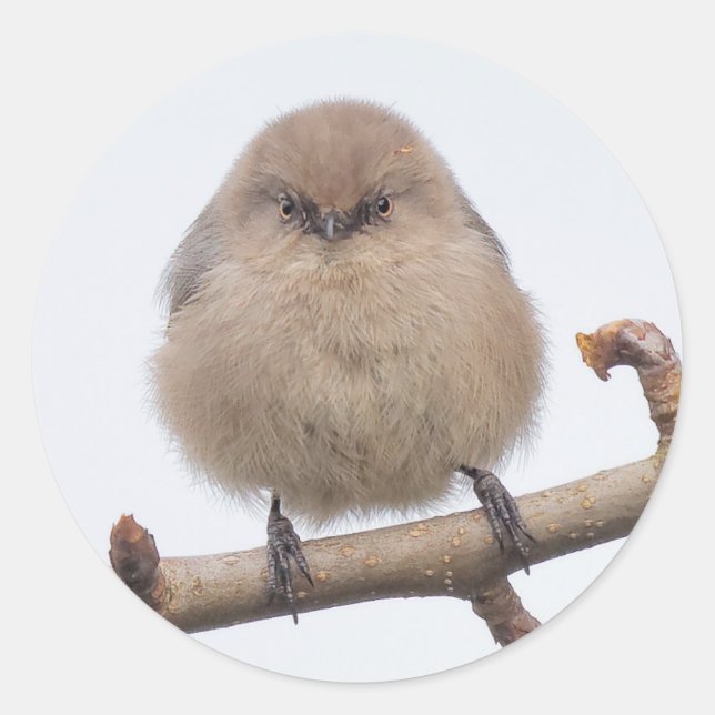 Pegatina Redonda Bushtit femenina en el árbol de peras (Anverso)