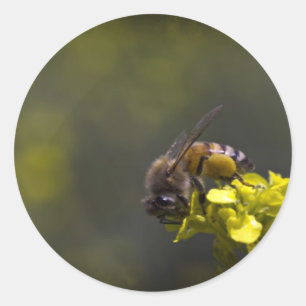 Pegatina Redonda Busy Bee