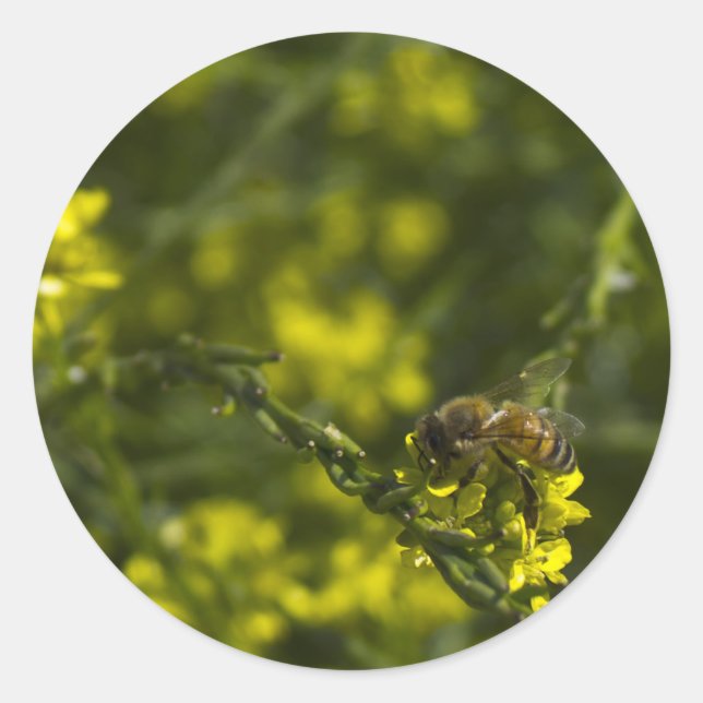 Pegatina Redonda Busy Busy Bee (Anverso)