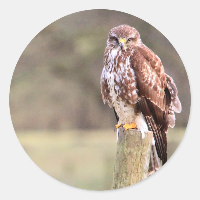Pegatina Redonda Buzzard (Anverso)