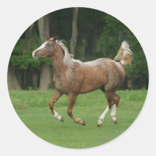 Pegatina Redonda Caballo Appaloosa corriendo