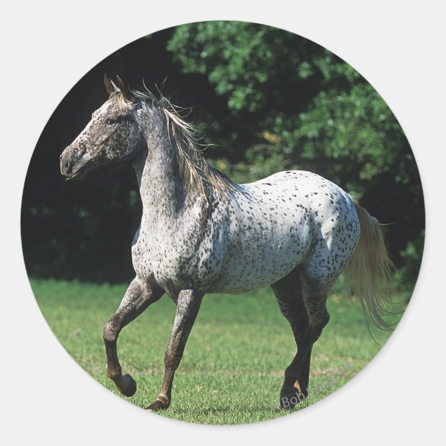 Pegatina Redonda Caballo Appaloosa Corriendo 2 (Anverso)
