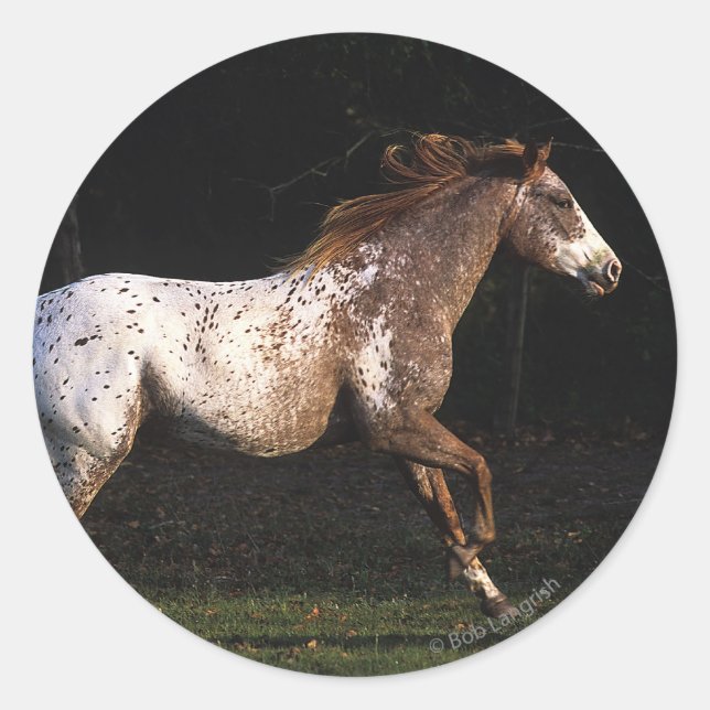 Pegatina Redonda Caballo Appaloosa Corriendo 4 (Anverso)