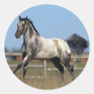 Pegatina Redonda Caballo Appaloosa En Ejecución 3