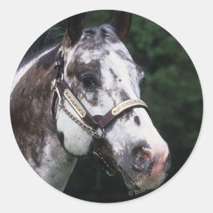 Pegatina Redonda Caballo Appaloosa Headshot 2