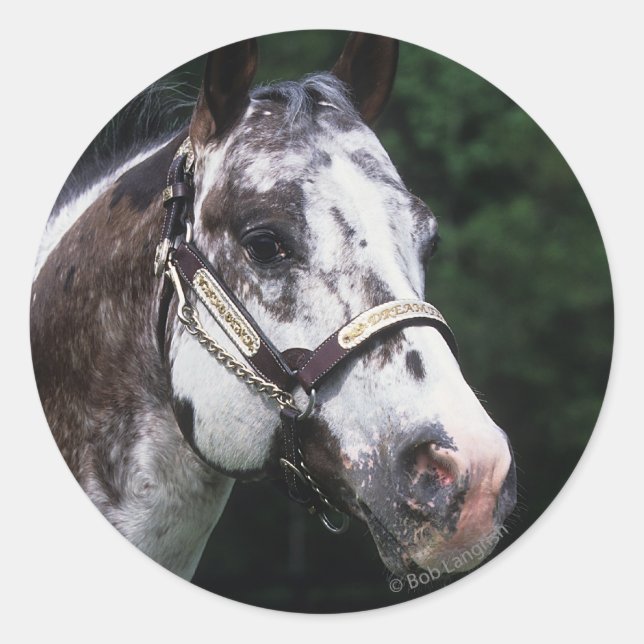 Pegatina Redonda Caballo Appaloosa Headshot 2 (Anverso)