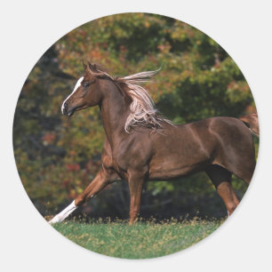 Pegatina Redonda Caballo árabe corriendo en campo de hierba