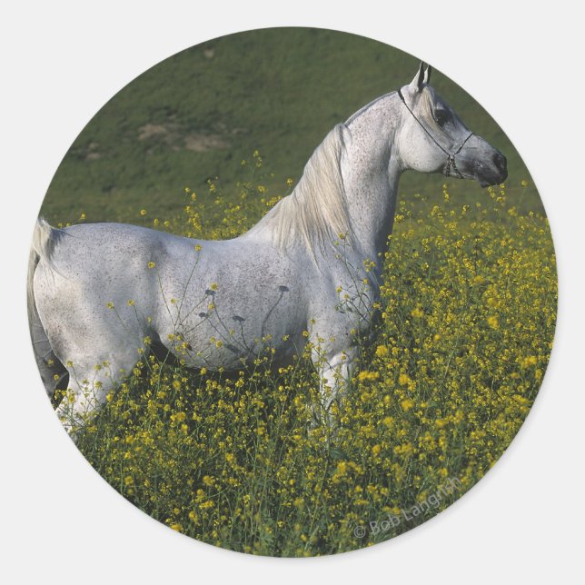 Pegatina Redonda Caballo árabe de pie en flores (Anverso)