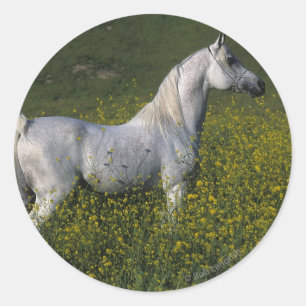 Pegatina Redonda Caballo árabe de pie en flores